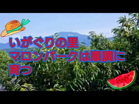 栗の郷中津川の栗きんとん巡り、いが栗と恵那山。