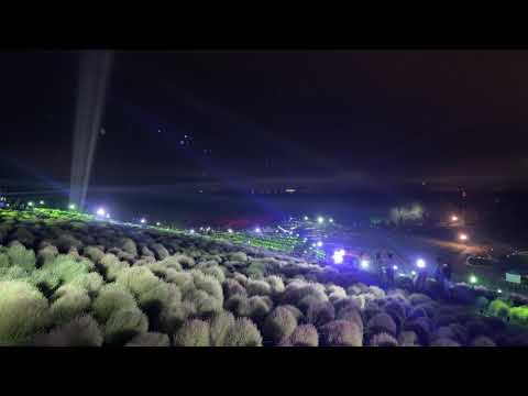 コキアライトアップ 2024 / Kochia Light Up 2024 (Part 4) -- 国営ひたち海浜公園 / Hitachi Seaside Park (2024/9/27)