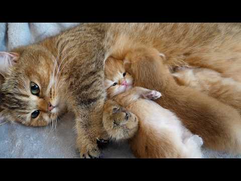 Cramped baby kitten between mother cat and siblings.