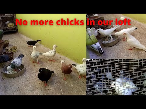 No more pigeon chicks in our loft | Paramyxo Virus Infection | Pet Pigeon