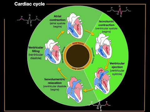 The Cardiac Cycle