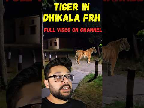 When Tiger entered Dhikala FRH in Jim Corbett National Park #shorts #tiger