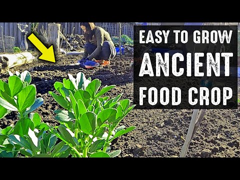 If You're Not Growing This Survival Food Crop In Your Garden, You Will Regret It!