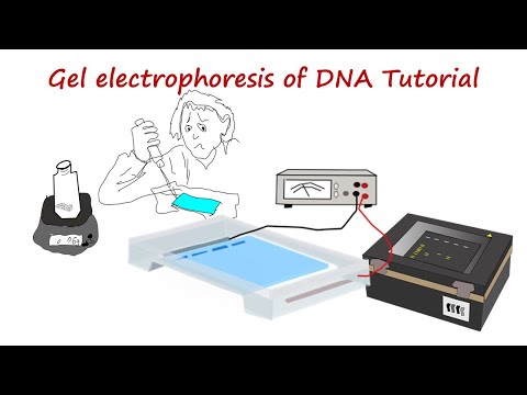 Agarose gel electrophoresis  of DNA  Tutorial # genetics #biology #biotechnology