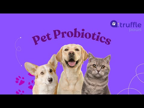 Boost Your Pet's Health with Probiotics! 🐾