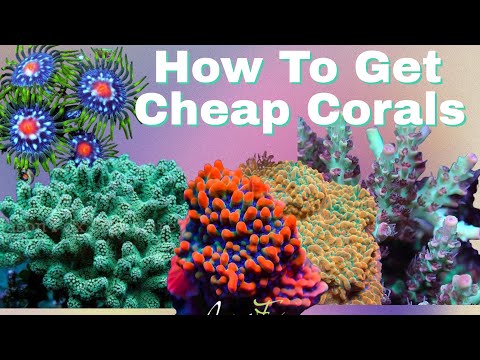 How We Get Corals Cheap For Our Reef Tank and (How You Can Too)  ReefTrader Tutorial (How To Use It)