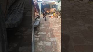 Ek hind ka beta hai sab par bhari #shorts#jaishreeram #viral #animals #cowbaby #clips