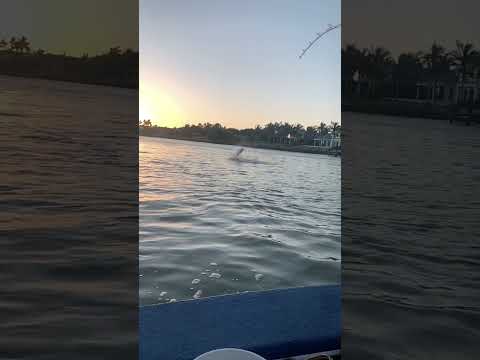 Tarpon season has begun!!! Let’s roll!! #fishing #naples #fishingcharter #shortvideo #tarpon #fish