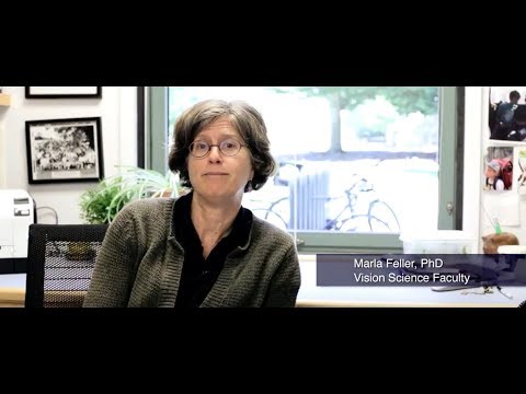 Professor Marla Feller on  Neural Activity on the Assembly of Neural Circuits