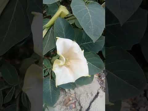 #Daturaplants #Daturaflower #Datura #Herbarium #Gardening #farming @Bmmultitasks