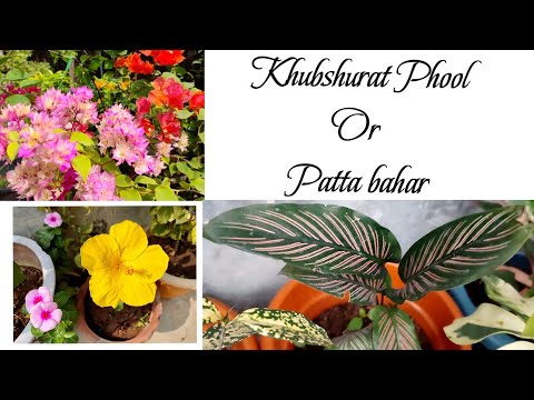 Khubshurat Phool Or Patta Bahar  #karigardidi #youtubevideo #viralvideo  #flowers #flowers #garden