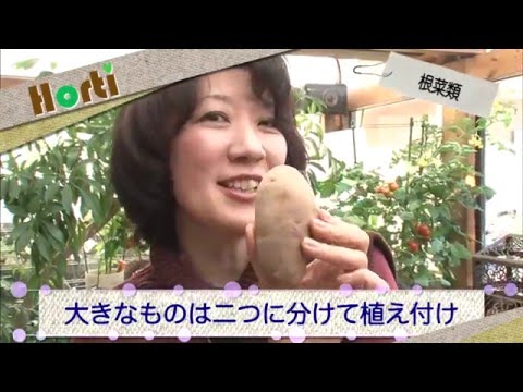 根菜類を育てよう