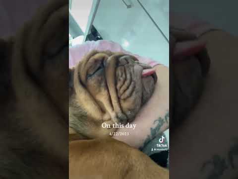 Colin the bulldog #bulldog #cutepuppy #tiktok #shorts #funny