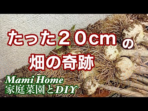 たった20ｃｍの畑の奇跡✨｜20cmで出来ちゃった🧄🧄