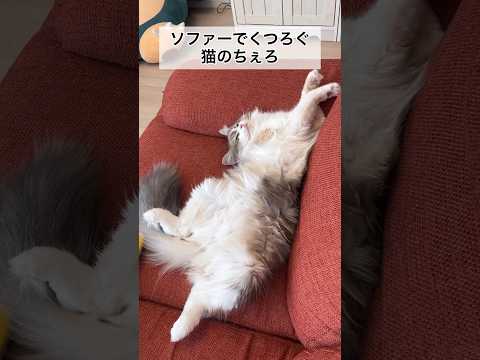 ソファーでくつろぐ猫のちぇろ #shorts #cat