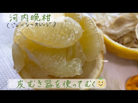 河内晩柑の皮むき【家庭菜園だより】