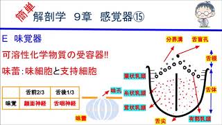 簡単解剖学　９章　感覚器⑮(味覚器)