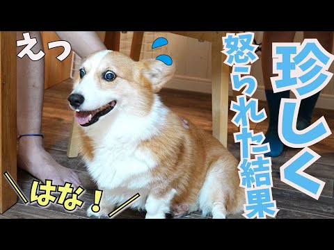 珍しく父に怒られた愛犬の態度がかわいすぎました