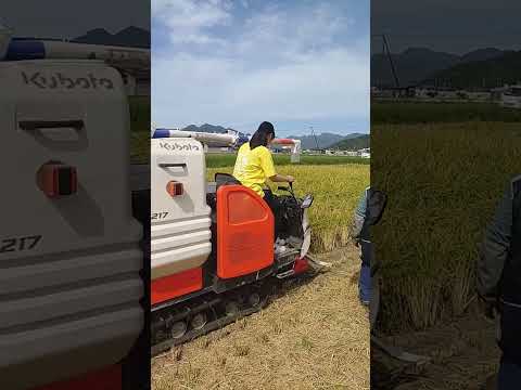 内定者さんが人生初稲刈り