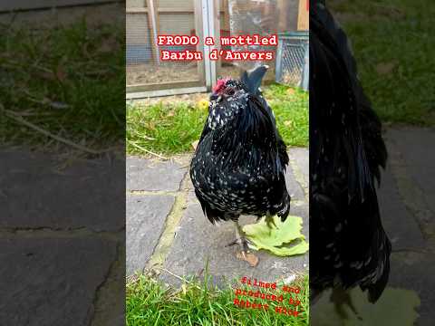 Frodo, a black mottled Barbu d‘Anvers rooster crowing #antwerpenerbartzwerge #hahn #farm #chickens