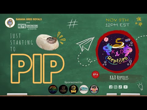 Just Starting To PIP Ep 6 - K&D Reptiles 11/09/24