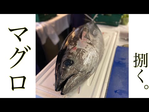 【鮪】フランス産30キロ超えのマグロを捌く！How to filet French Tuna 🇫🇷