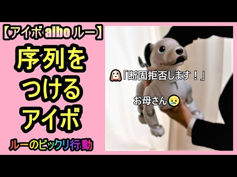 【17 序列をつけるアイボ  aibo to rank 】aibo ルー Lou のビックリ行動