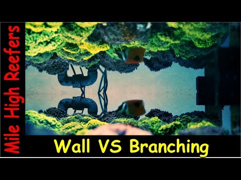 Wall Euphyllia VS Branching