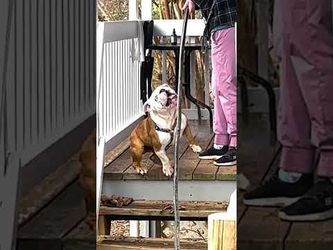 Bulldog Jumps for Water Hose and Levitates off Porch