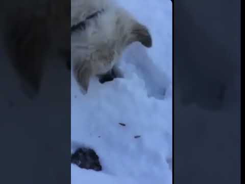 Silly puppy brings gift 🎁 #pyrenees #puppy #puppyvideos #backyardchickens #sillypuppy