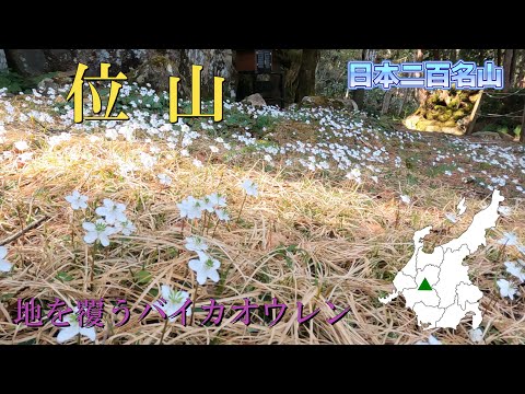 【飛騨の名峰 位山】バイカオウレン花盛りの位山です。