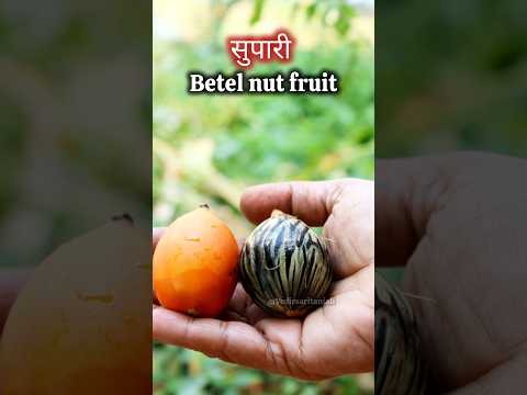 क्या आपने कभी सुपारी का फल देखा है?Have you ever seen a betel nuts fruit?🤯👇#shorts #betelnut