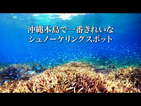 沖縄本島で一番綺麗なシュノーケリングスポット、瀬底島。サンゴ盛り盛り。デバスズメダイ群れ群れ。