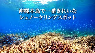 沖縄本島で一番綺麗なシュノーケリングスポット、瀬底島。サンゴ盛り盛り。デバスズメダイ群れ群れ。