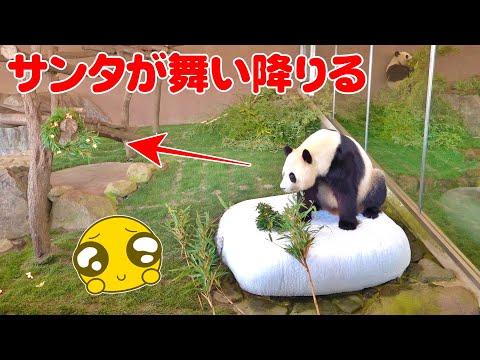 【前編】🐼飼育員さん困惑！？神すぎる駆け引きの末、リースと奇跡の2ショット！？なるのか🎄✨