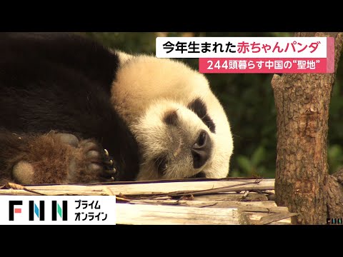 今年生まれの赤ちゃんパンダを中国の“聖地”で取材…「雄浜・桜浜」ら「和歌山　アドベンチャーワールド」生まれのパンダ6頭も公開　四川省・成都市