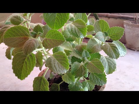 HOW TO TAKE CARE OF AJWAIN LEAVES PLANT (EASYMETHOD)