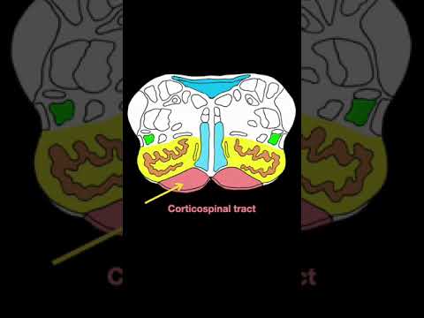 Medulla x section #shorts  #brainanatomy #biology #anatomy