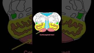 Medulla x section #shorts  #brainanatomy #biology #anatomy