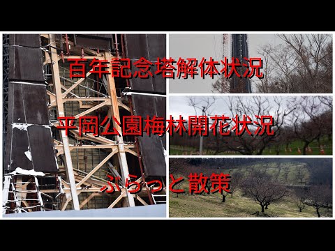 百年記念搭解体状況平岡公園梅林開花状況ぶらっと散策