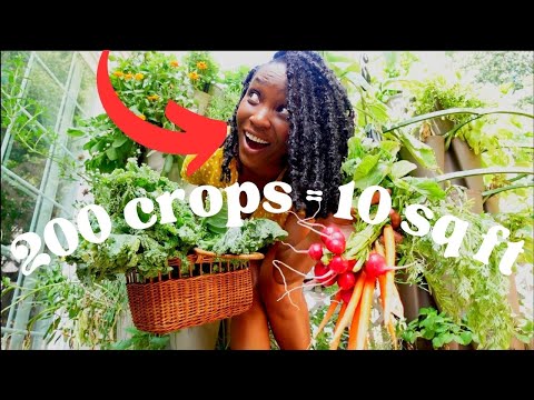 SHE  Grows POUNDS of Food on a Deck, EVERY WEEK! Summer Garden Harvest