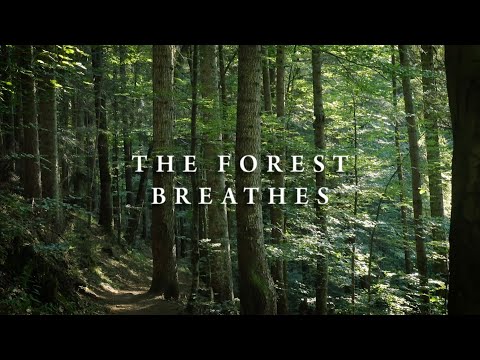 The Forest Breathes