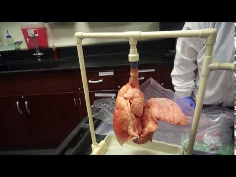 Lungs. Demonstration in lab.