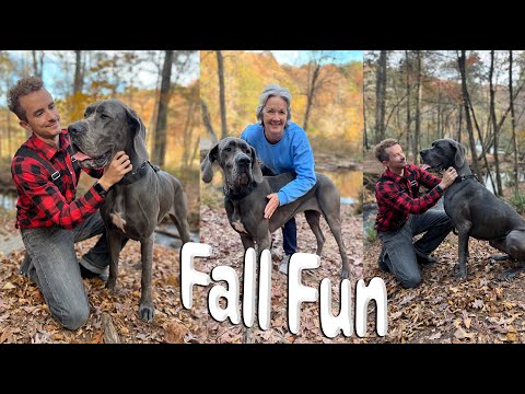 Fall Fun with a Great Dane