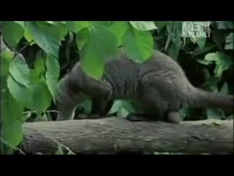 Kopi Luwak Coffee Documentary by Animal Planet