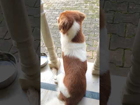 Leo scanning the road and the compound. #leo #petdog #canine #affection #care #kinnigoli #mangalore