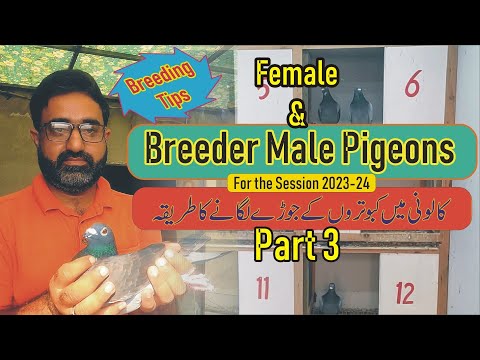 Racing Pigeon Breeding Tips Part 2 | Racer Pigeon Females & Collection | Pigeon Pairing by Waleed