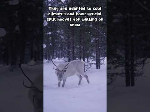 Today's Animal Facts: Reindeer