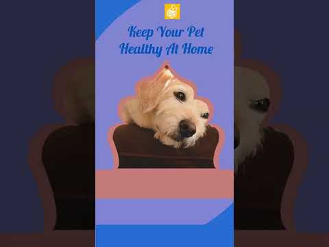 Keep Your Pet Healthy at Home