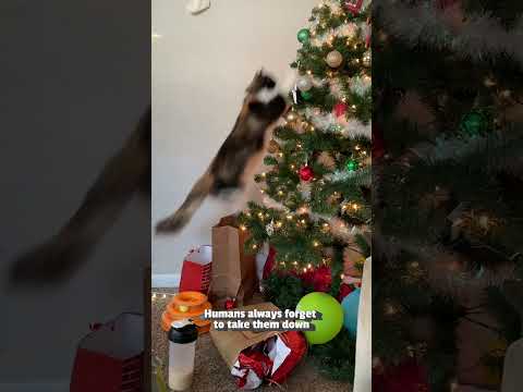 Cats vs. Christmas Trees #Cats #Christmas #Holidays #Funny #FunnyCats #Kittens